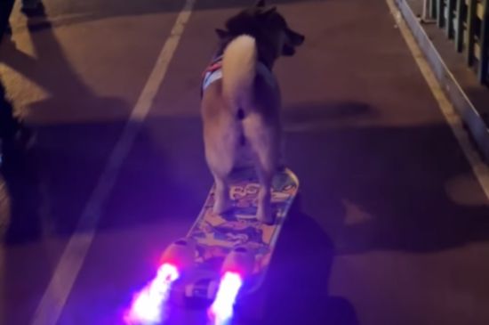 Awesome Skate Dog