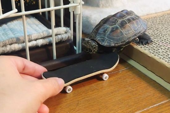 Turtle Skating a Fingerboard